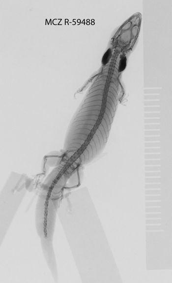 Media type: image;   Herpetology R-59488